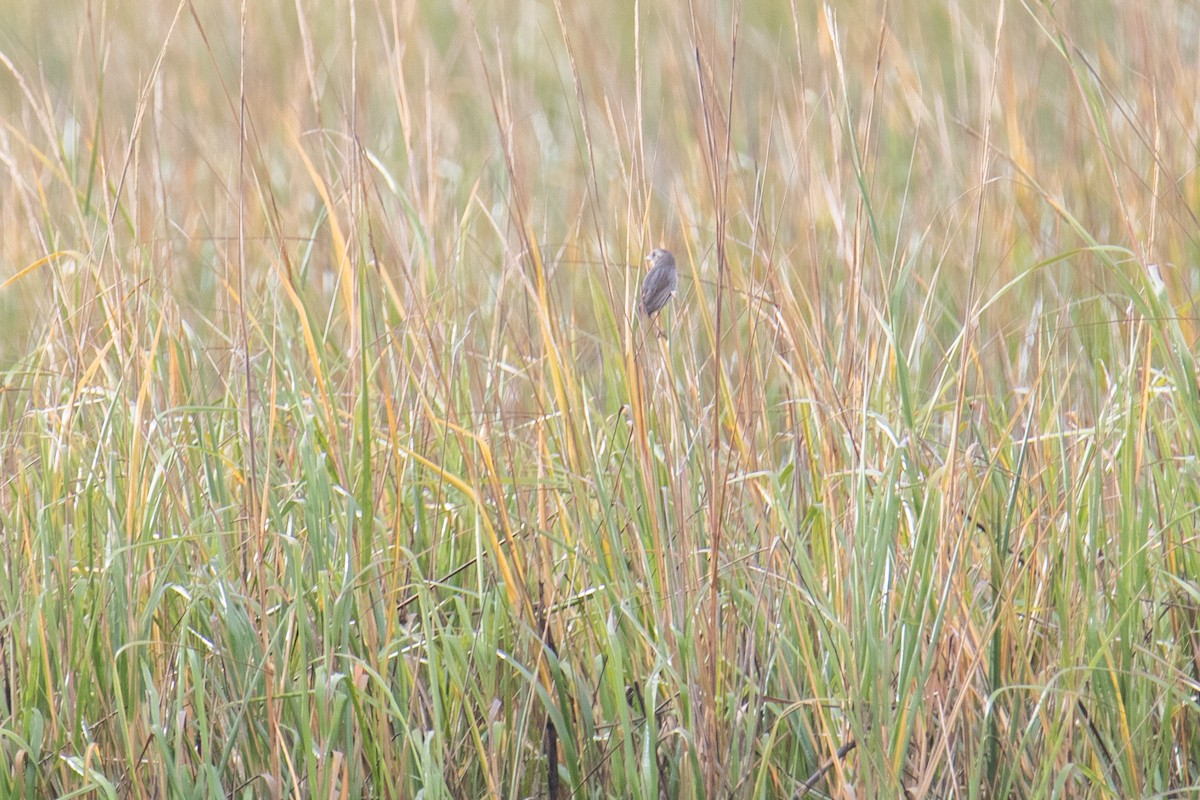 Канадская овсянка-барсучок - ML647140905