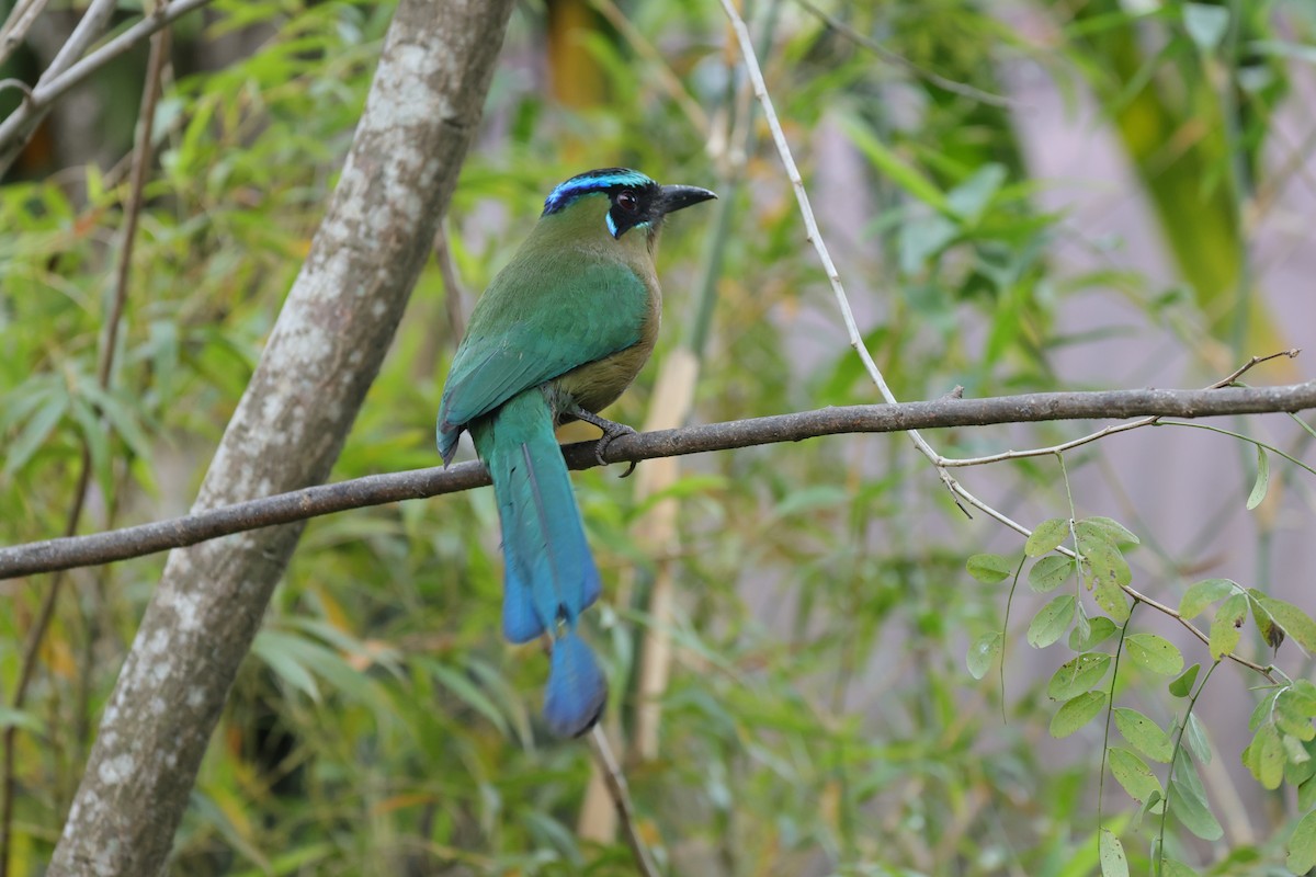 Lesson Motmotu - ML647140913