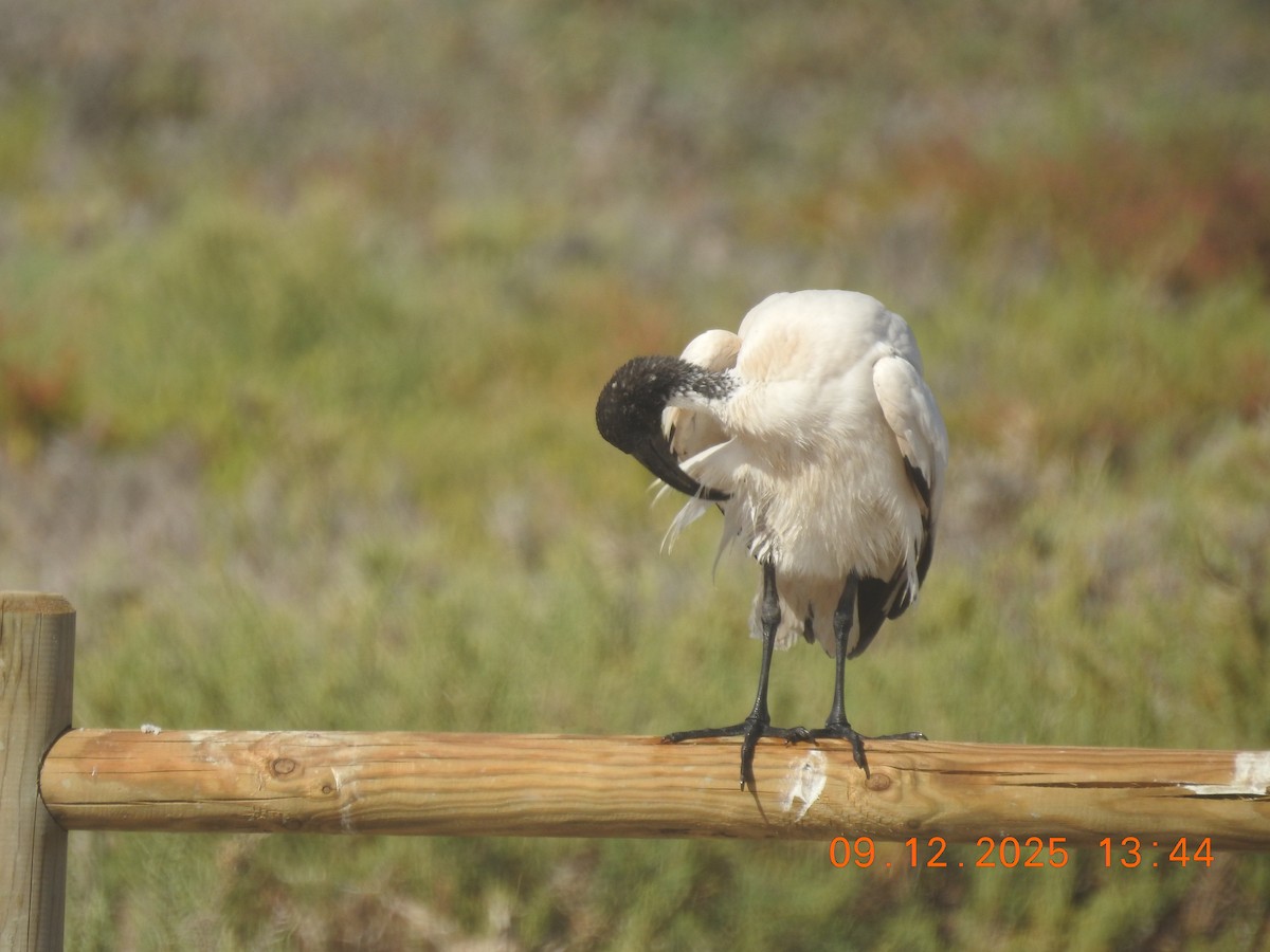 African Sacred Ibis - ML647140914