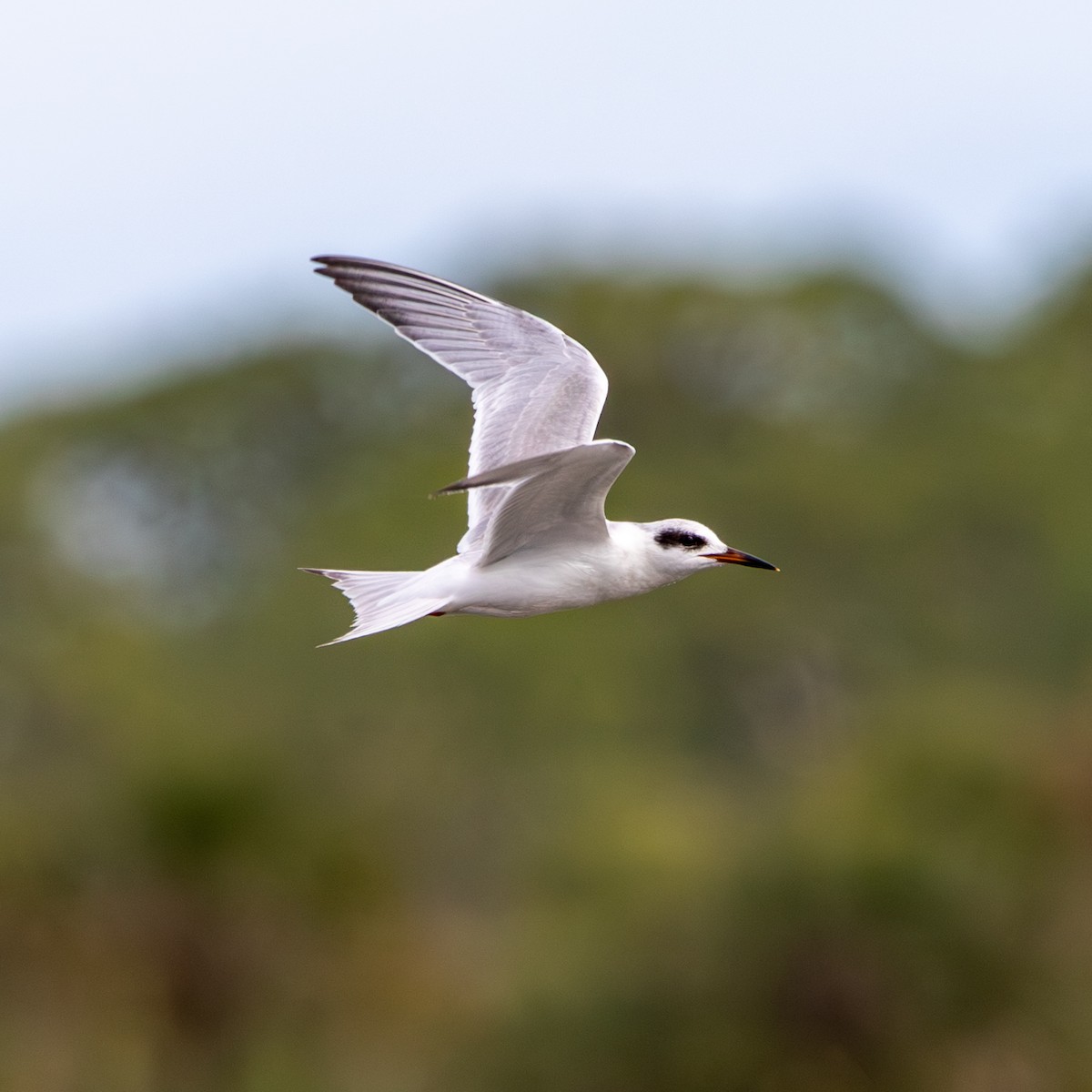 prærieterne - ML647140916