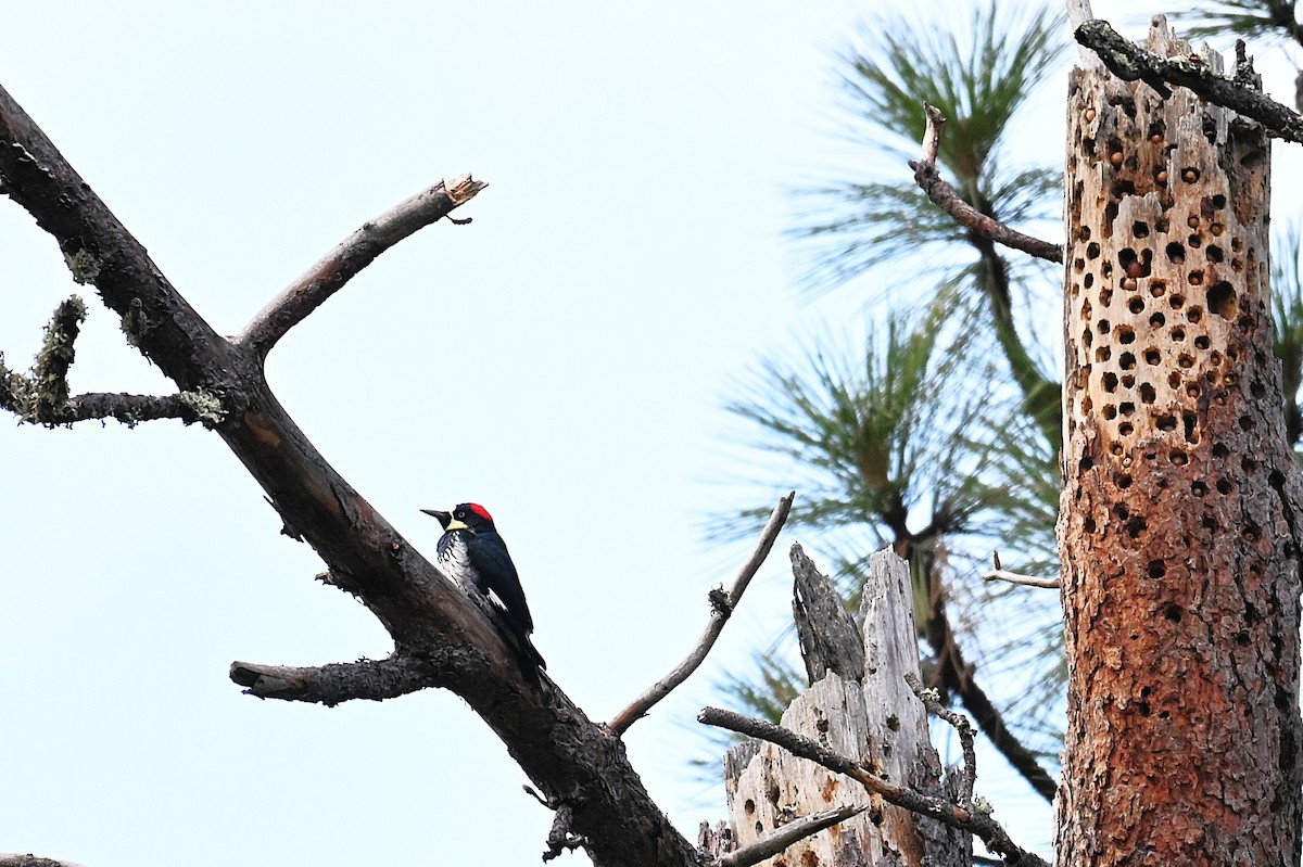 Acorn Woodpecker - ML647140919