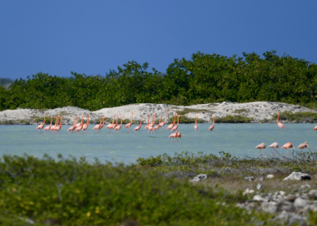 American Flamingo - ML647140920