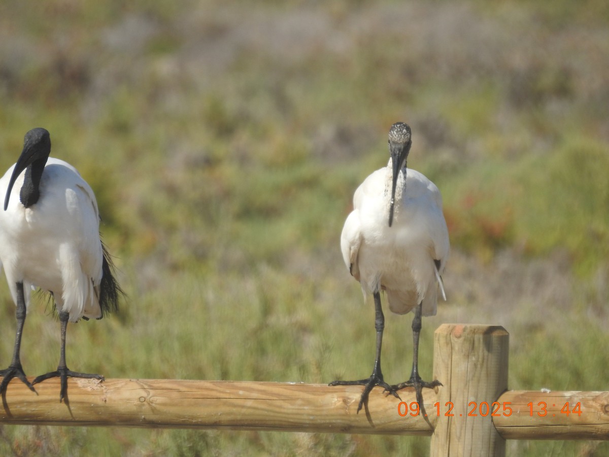 African Sacred Ibis - ML647140926