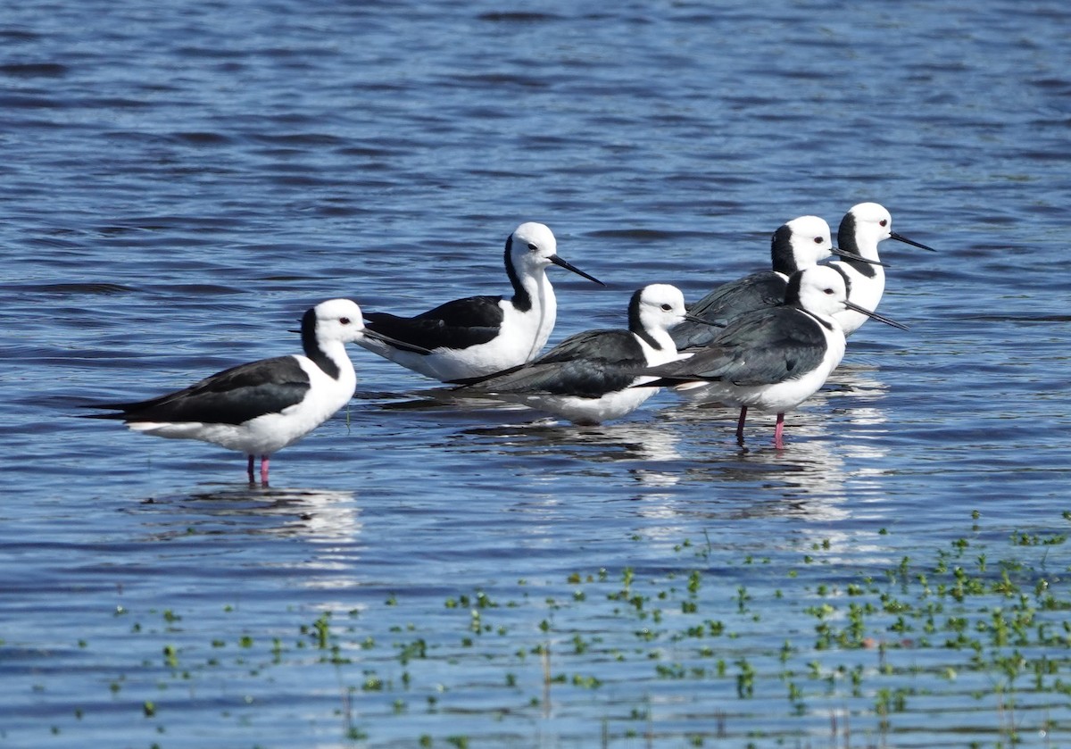 Pied Stilt - ML647140935
