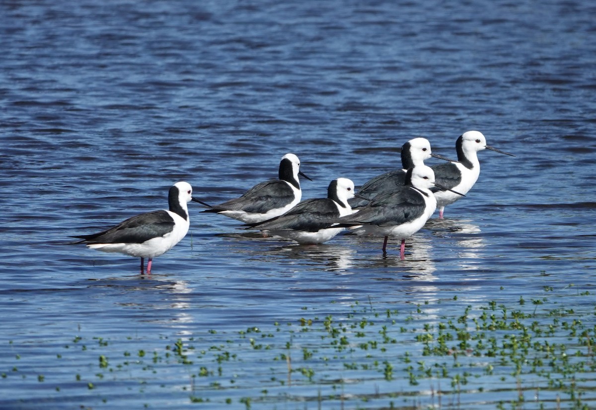 Pied Stilt - ML647140936