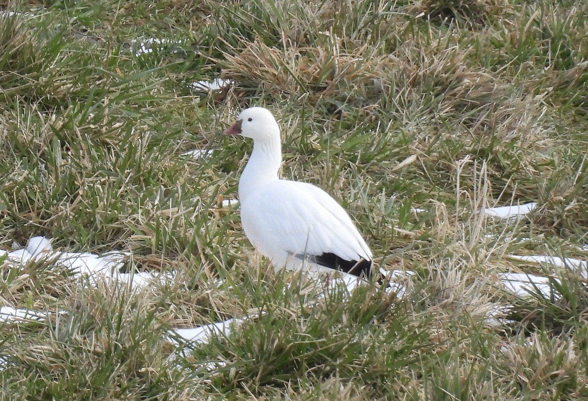 husa bělostná - ML647140944