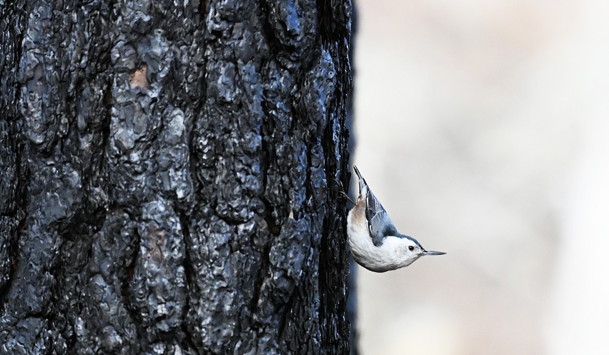 White-breasted Nuthatch - ML647140955