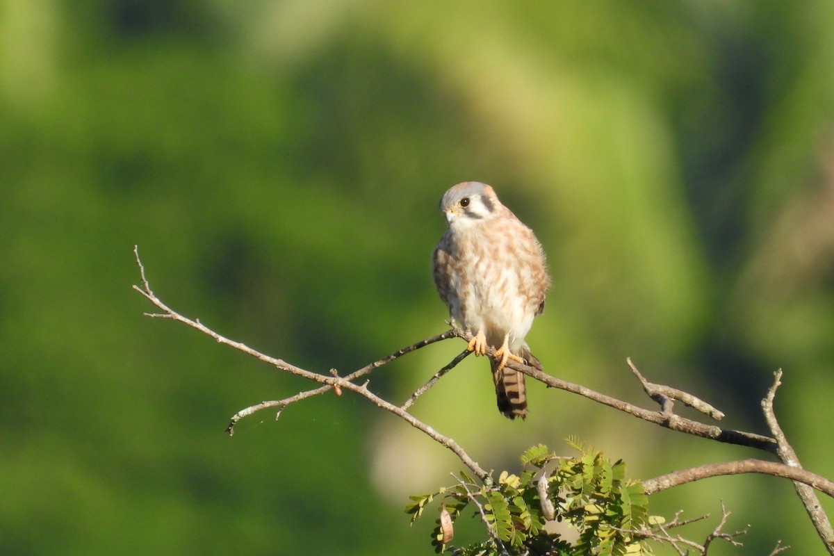 American Kestrel - ML647140957