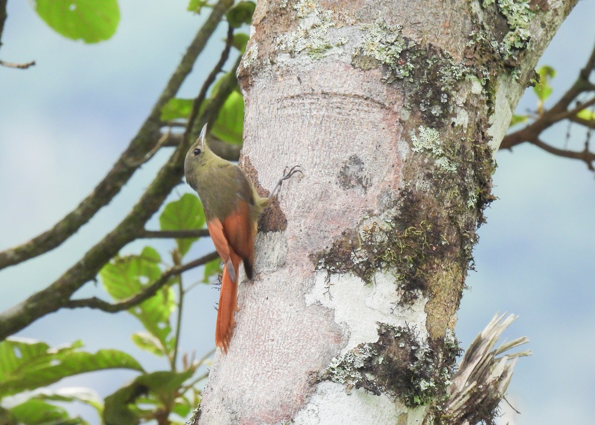 Olivaceous Woodcreeper - ML647140958