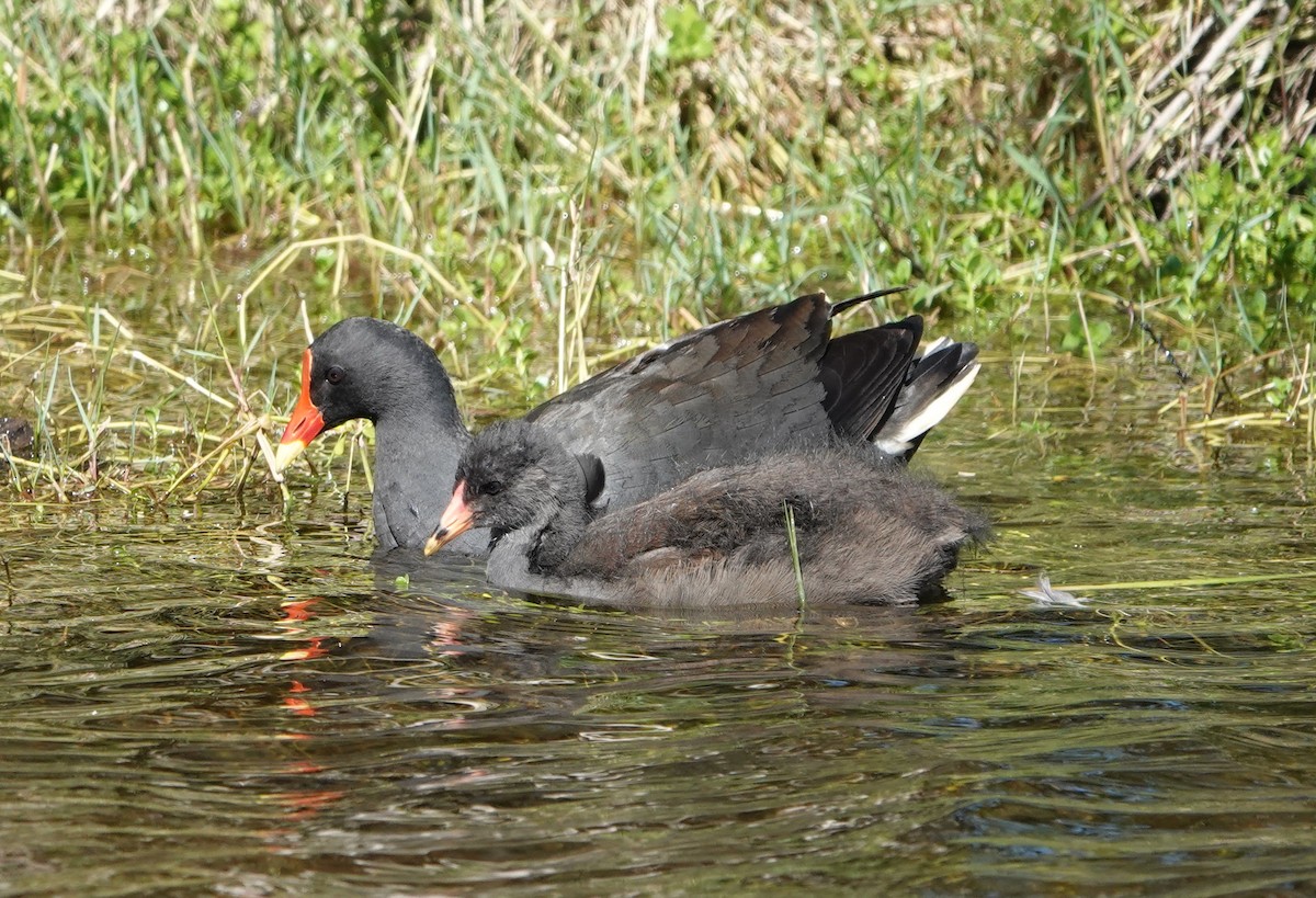 Dusky Moorhen - ML647140963