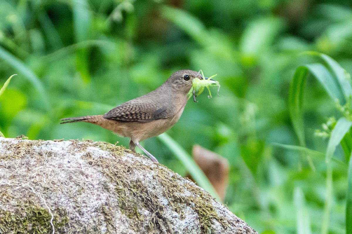 Southern House Wren - ML647140965