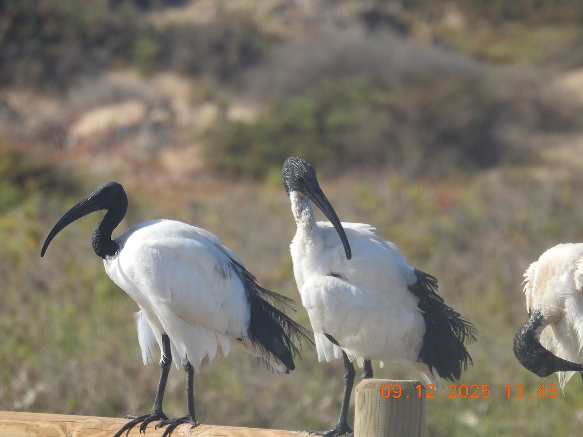 African Sacred Ibis - ML647140972