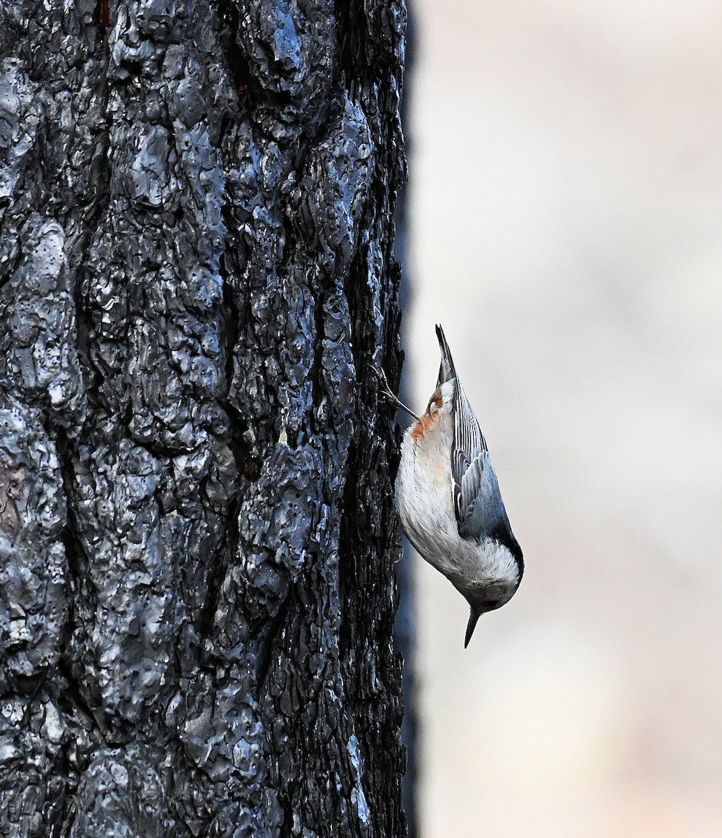 White-breasted Nuthatch - ML647140976