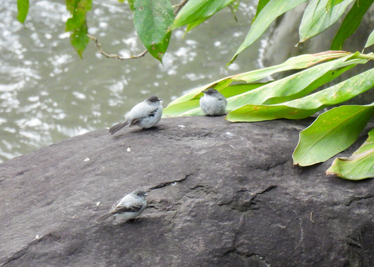 Torrent Tyrannulet - ML647140978