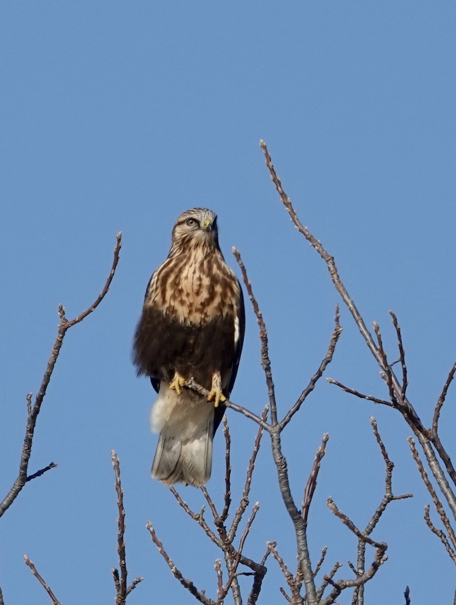 ケアシノスリ - ML647140985