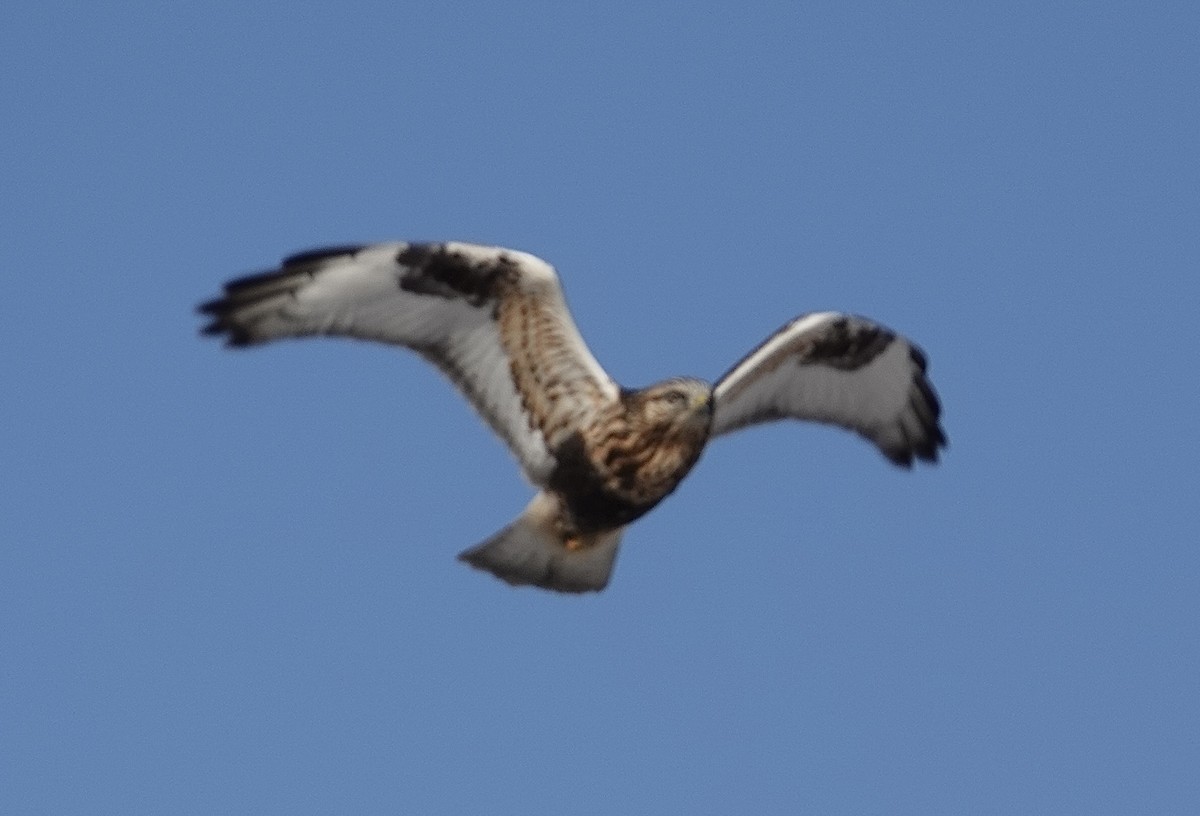 ケアシノスリ - ML647140987