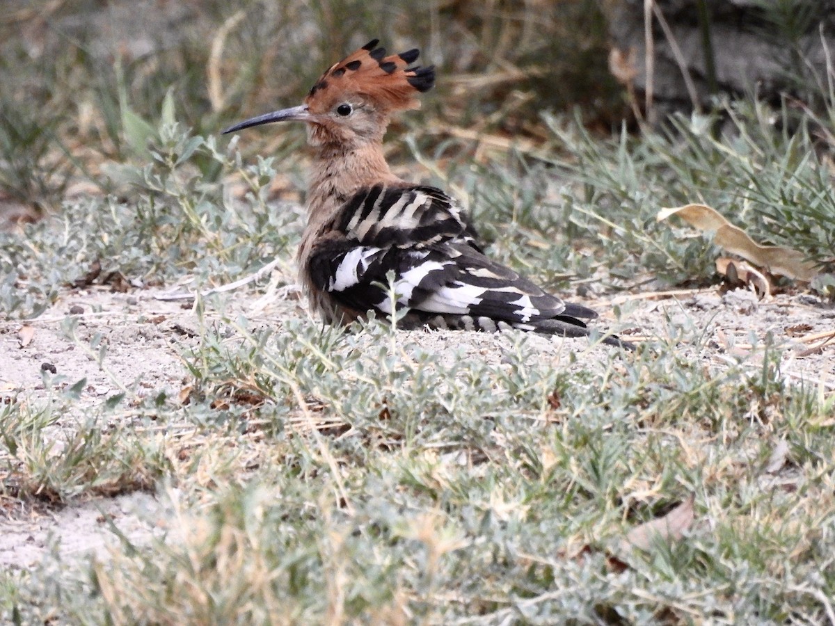Common Hoopoe (African) - ML647140988