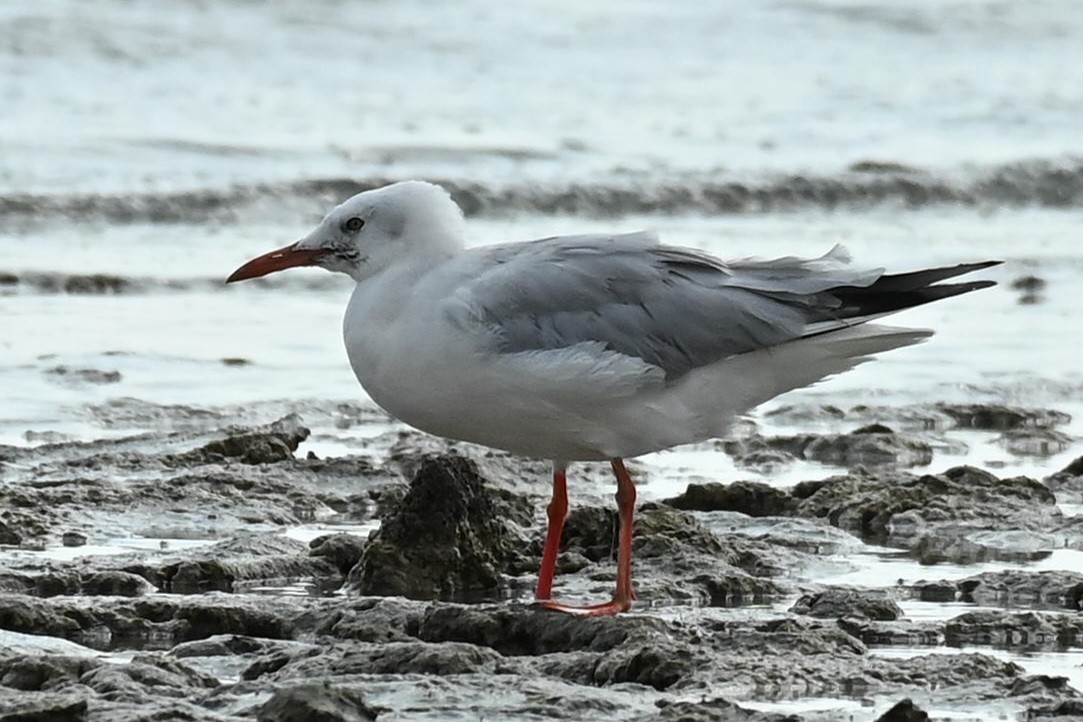 Морской голубок - ML647140989