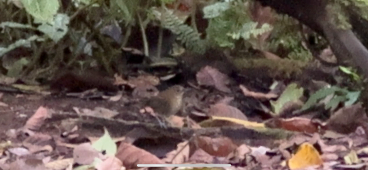 Sumatra Bülbülü - ML647140990