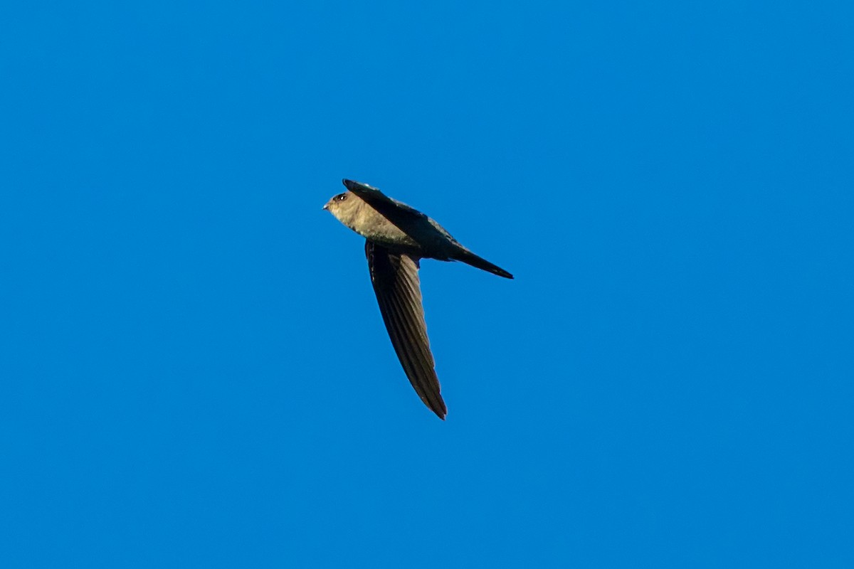 asiapalmeseiler - ML647140997