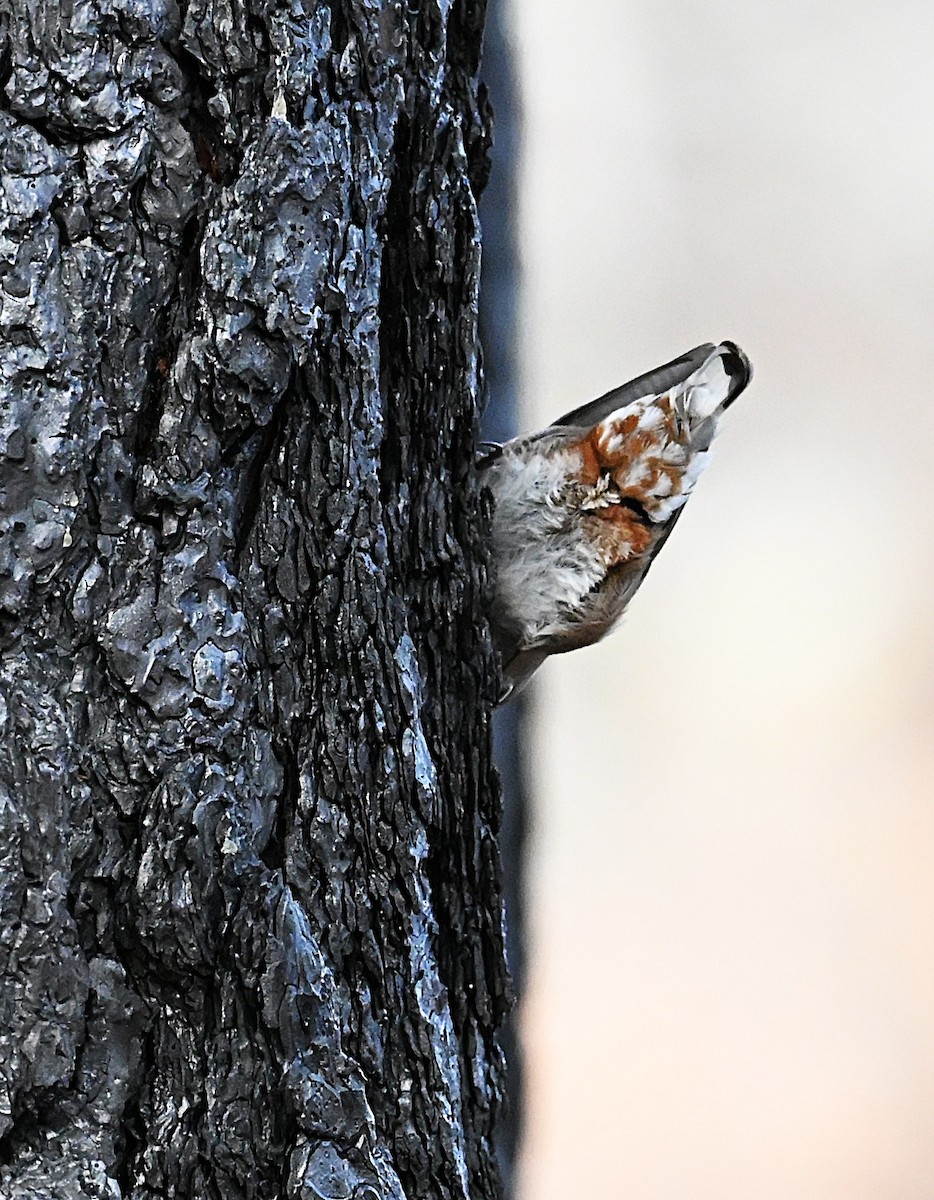 White-breasted Nuthatch - ML647141008