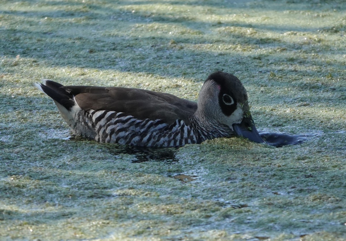 Pink-eared Duck - ML647141009