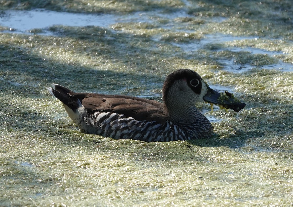 Pink-eared Duck - ML647141010