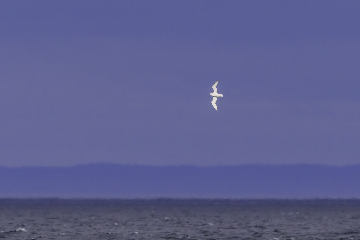 ギンフルマカモメ - ML647141012