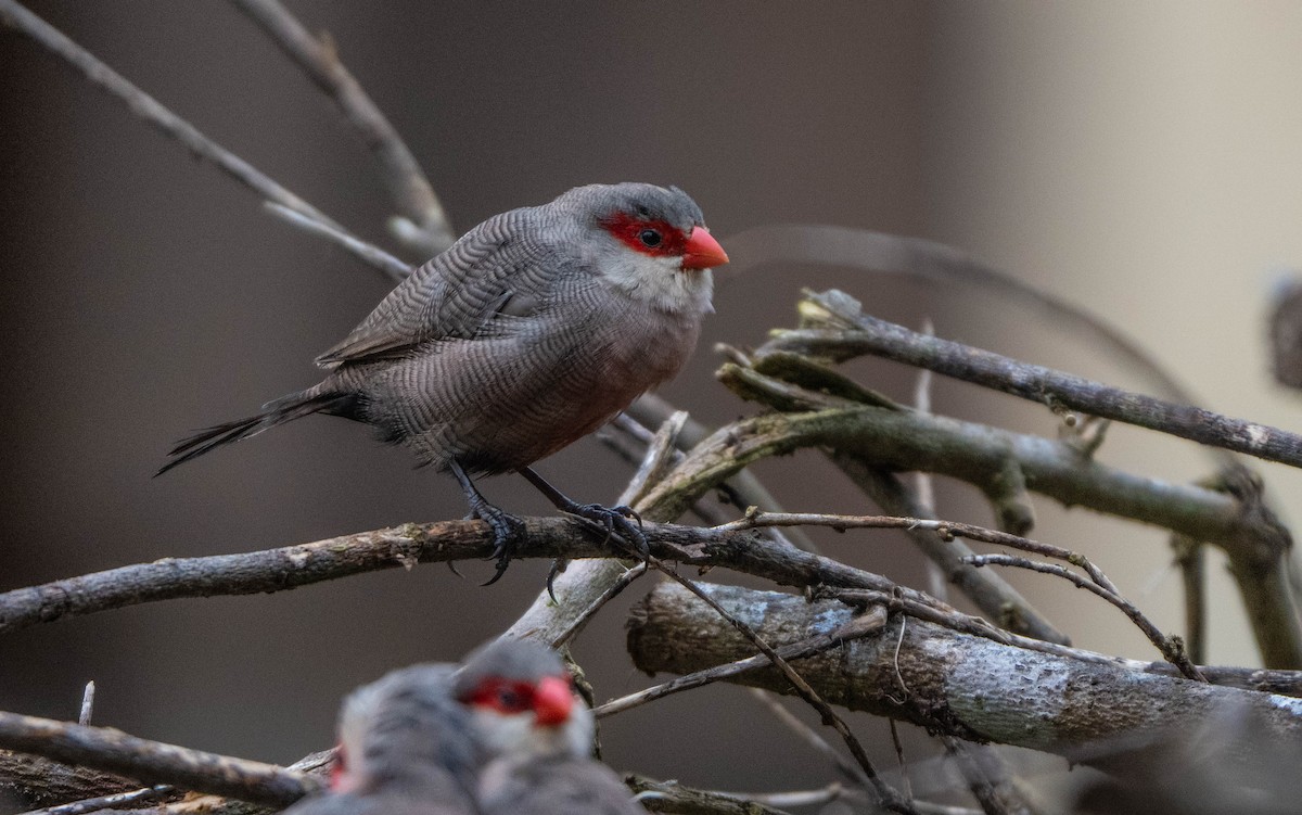 Common Waxbill - ML647141015