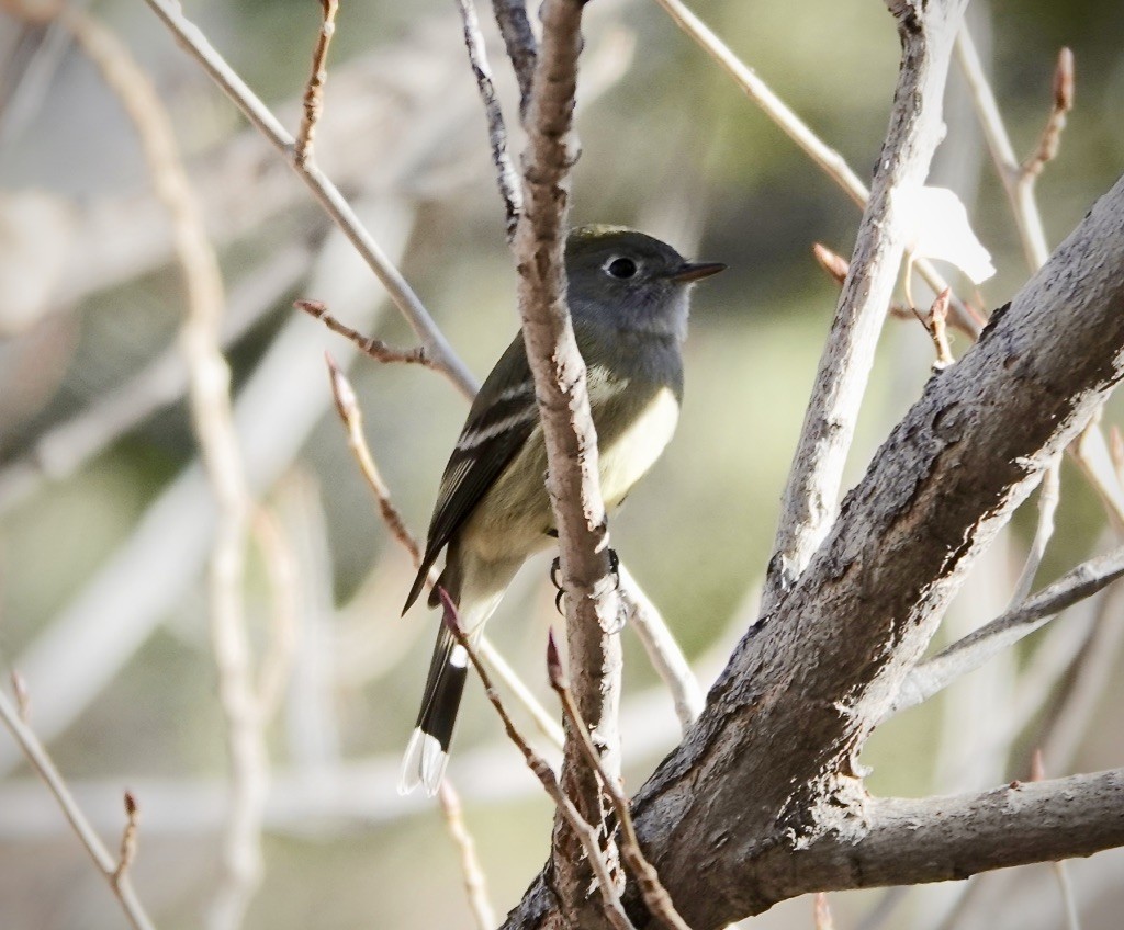 ハモンドメジロハエトリ - ML647141016