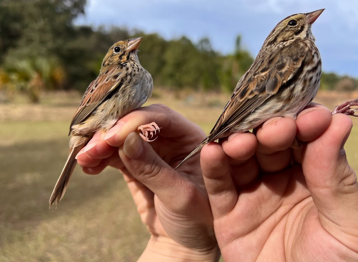 Henslow's Sparrow - ML647141019