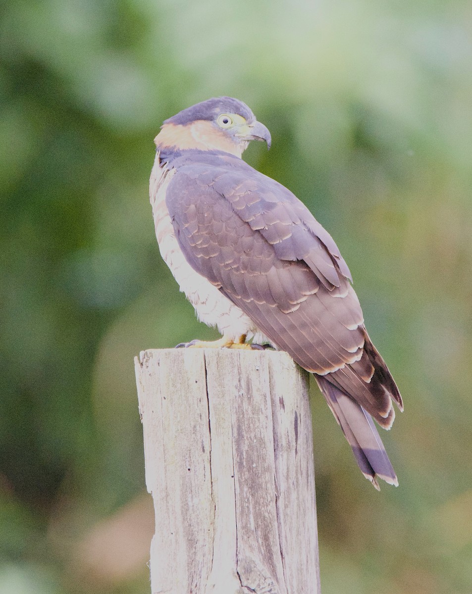 Bec-en-croc de Temminck - ML647141023