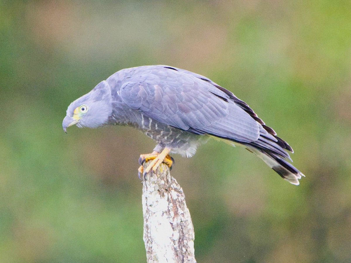 Bec-en-croc de Temminck - ML647141028