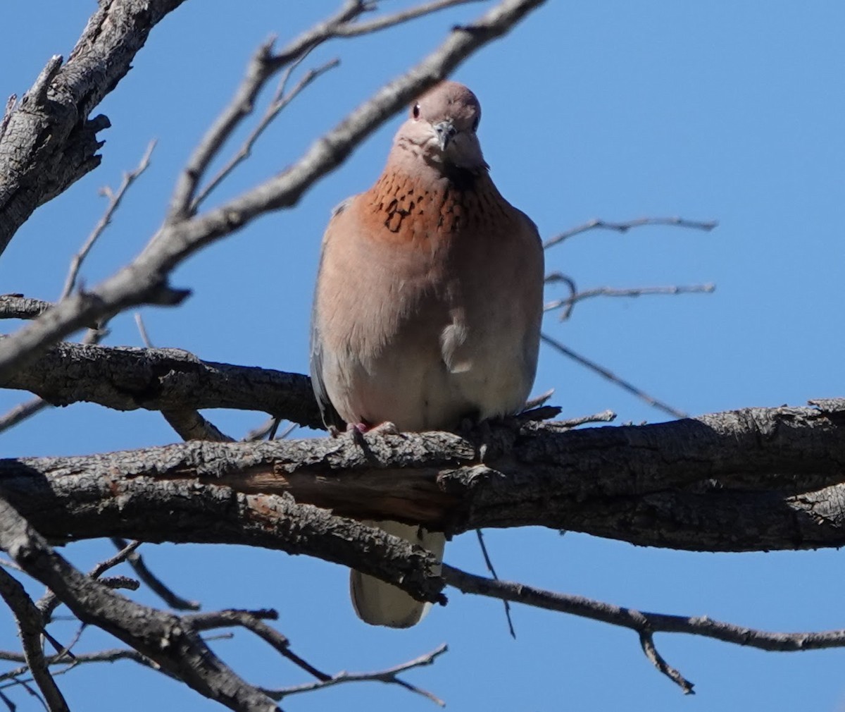 Laughing Dove - ML647141030