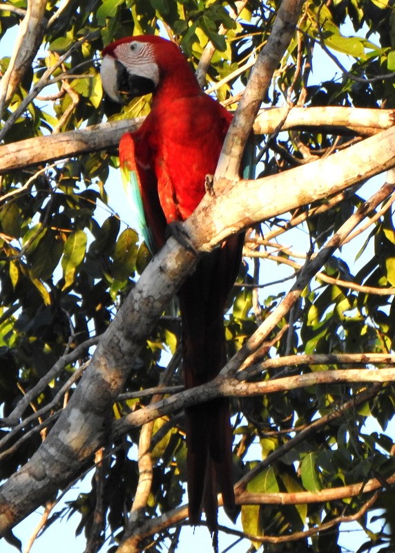 Red-and-green Macaw - ML647141031
