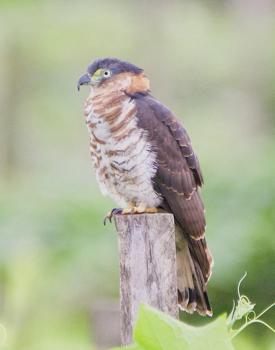 Bec-en-croc de Temminck - ML647141032