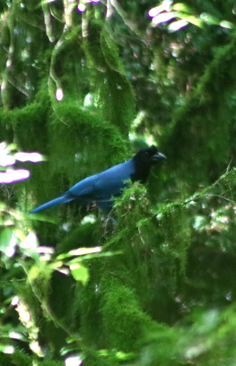 sojka azurová - ML647141042