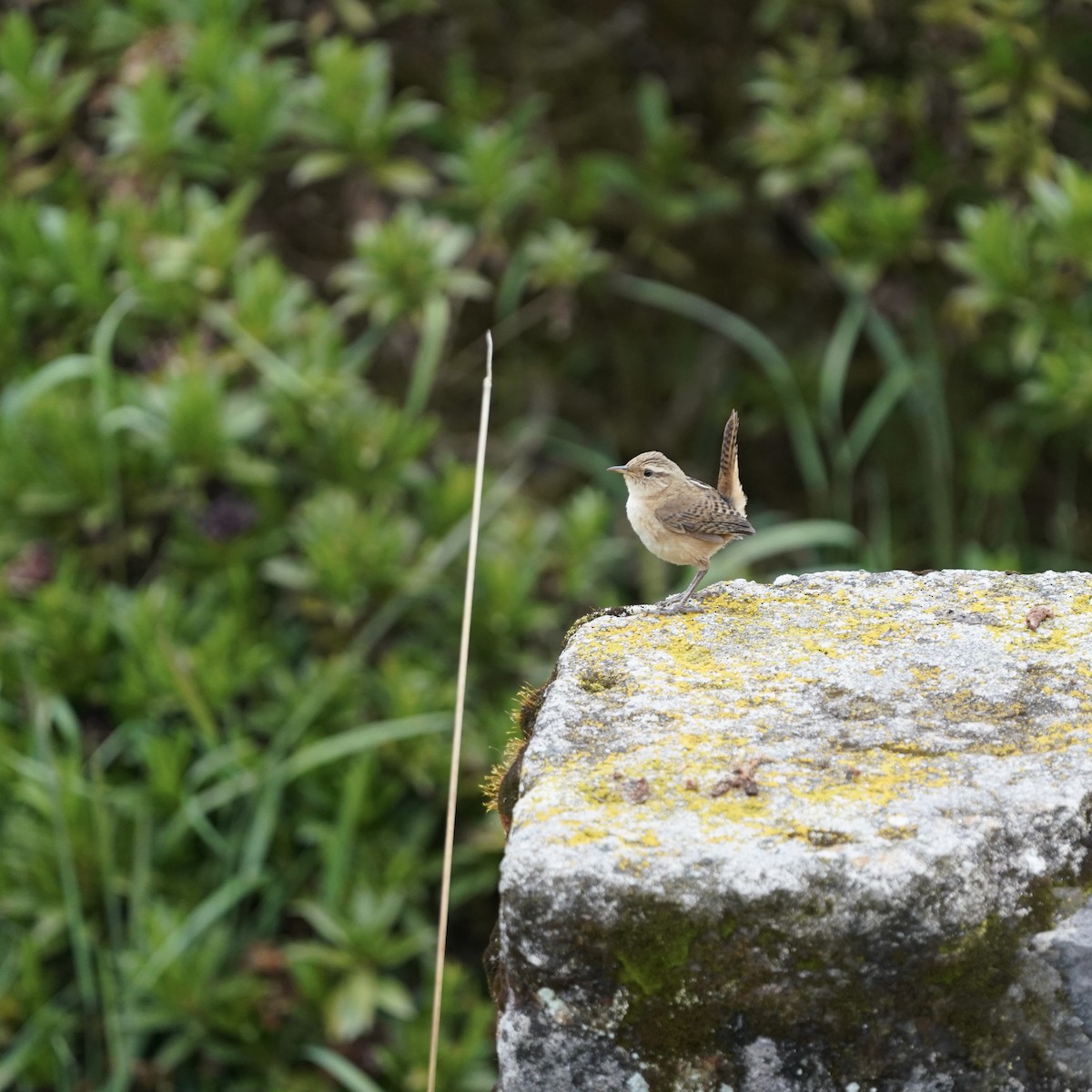 střízlík ostřicový - ML647141045