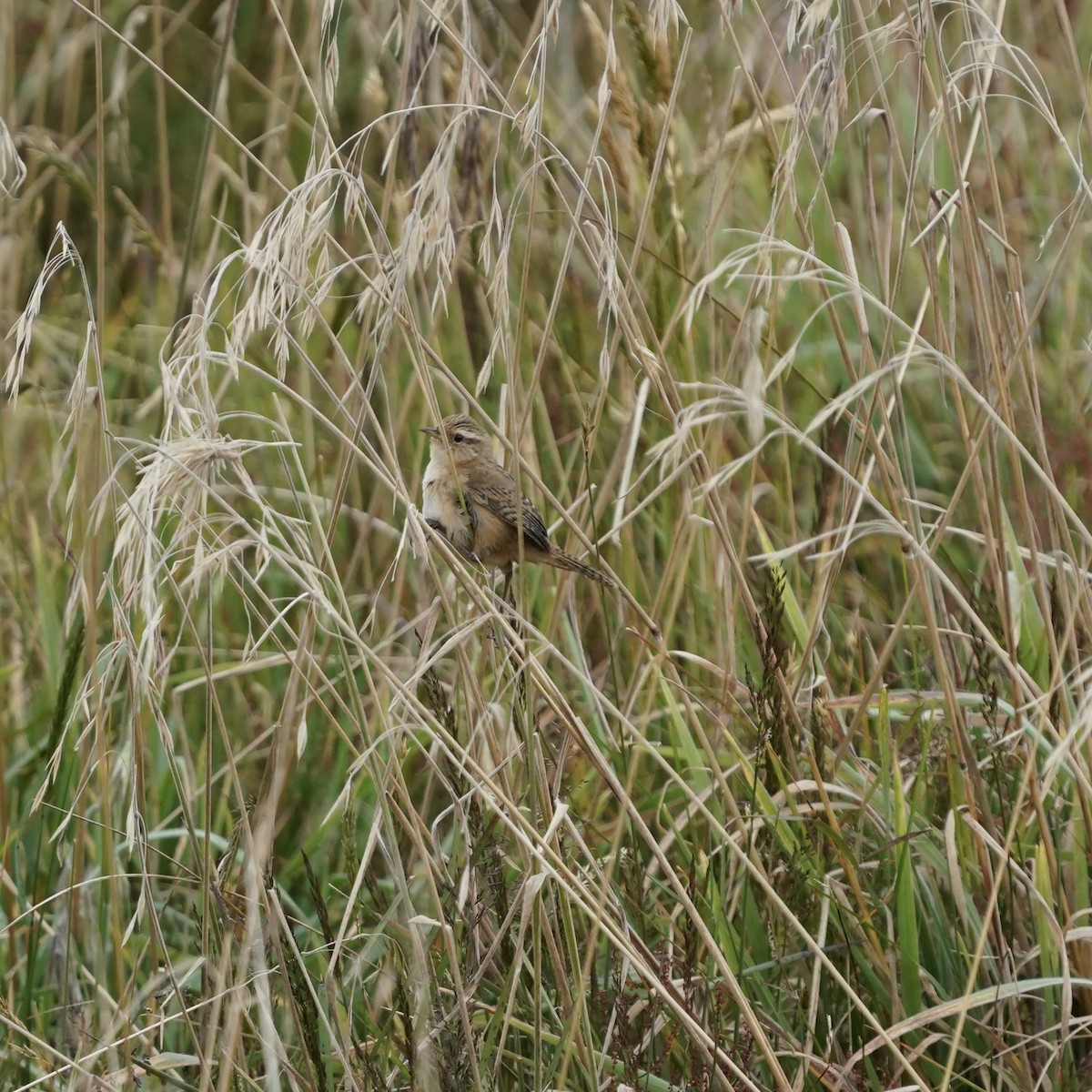 střízlík ostřicový - ML647141048