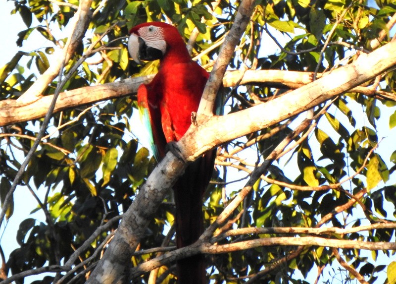Red-and-green Macaw - ML647141060