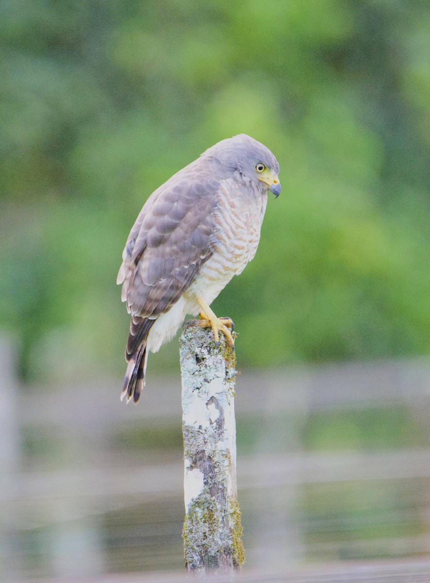 Roadside Hawk - ML647141064