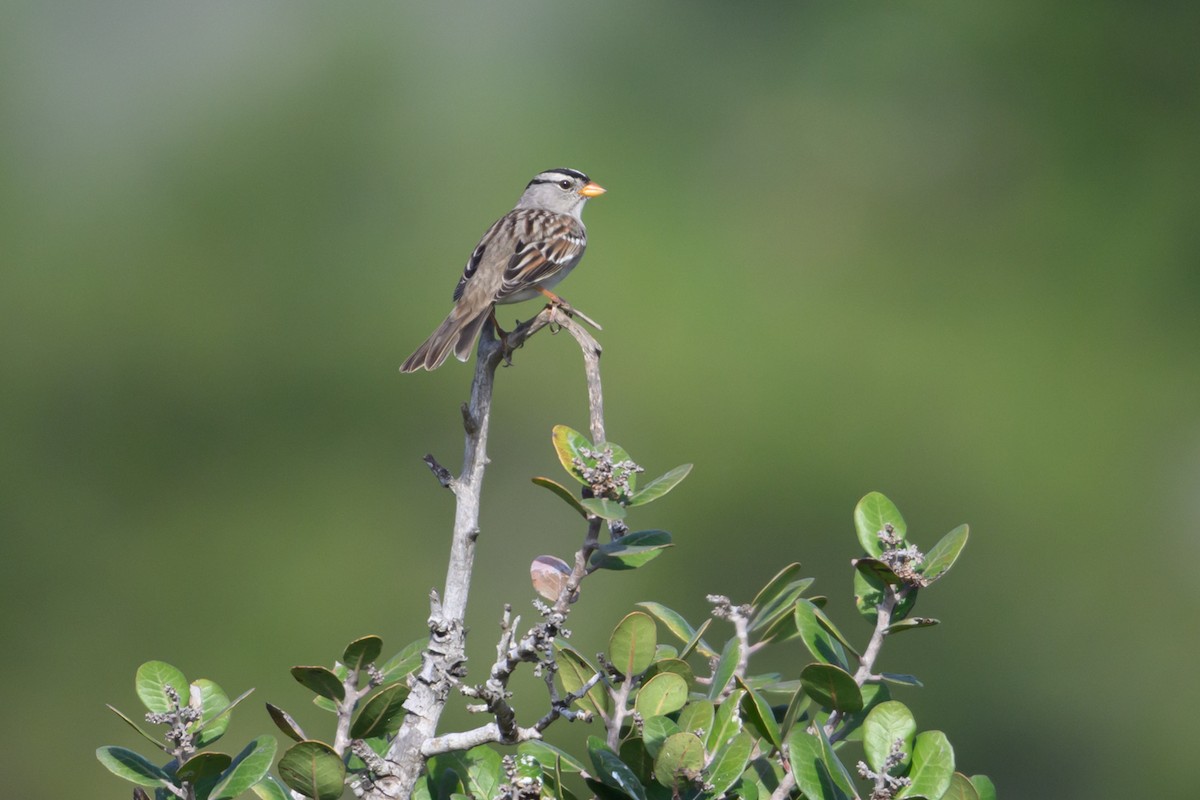 Белобровая овсянка - ML647141065