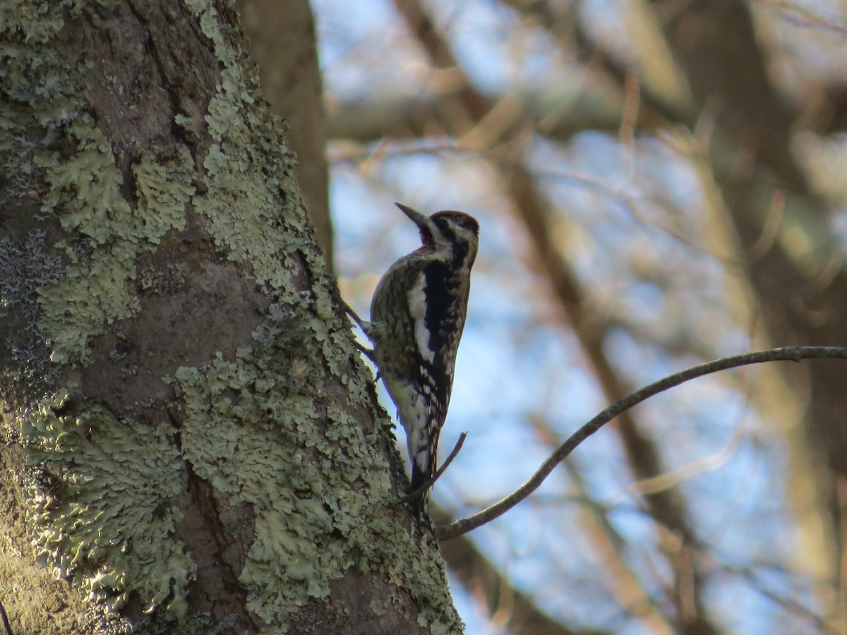 Yellow-bellied Sapsucker - ML647141067