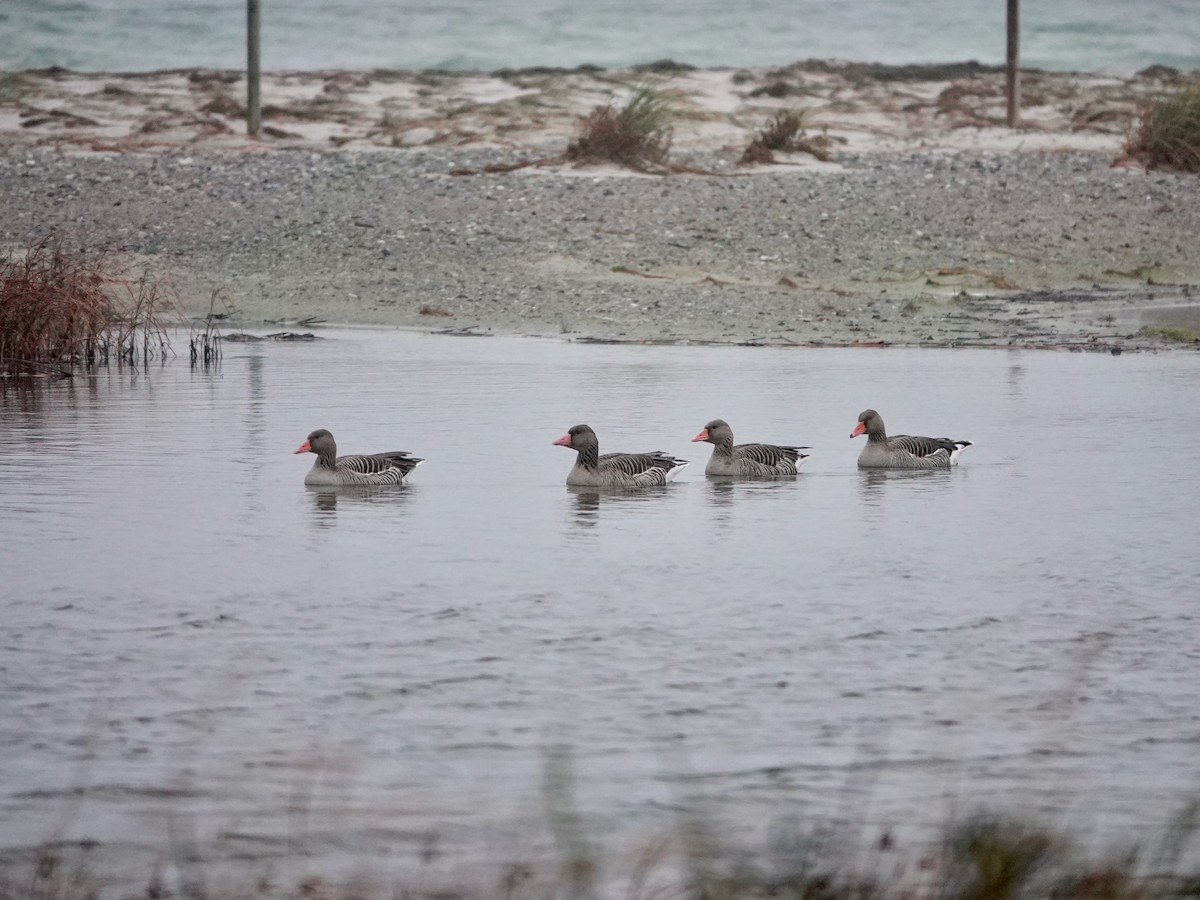 Graylag Goose - ML647141068