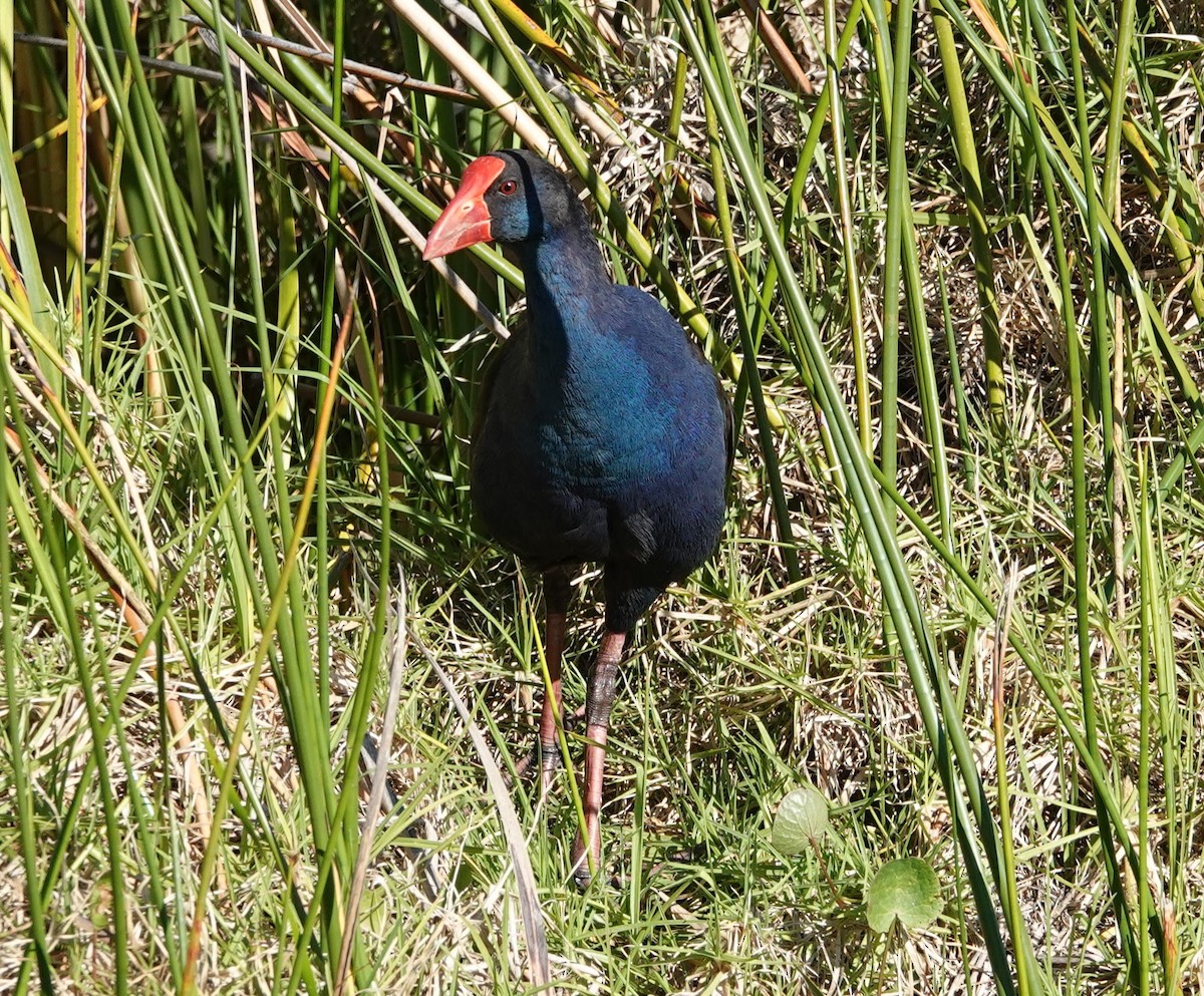 Australasian Swamphen - ML647141069