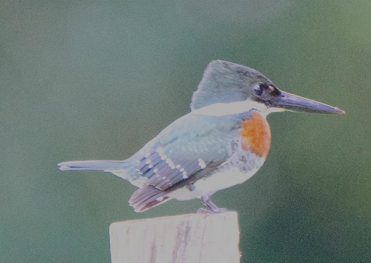 grønnisfugl - ML647141073