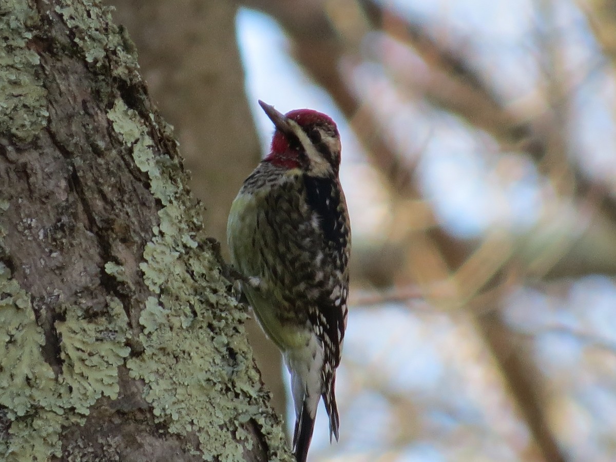 Yellow-bellied Sapsucker - ML647141077