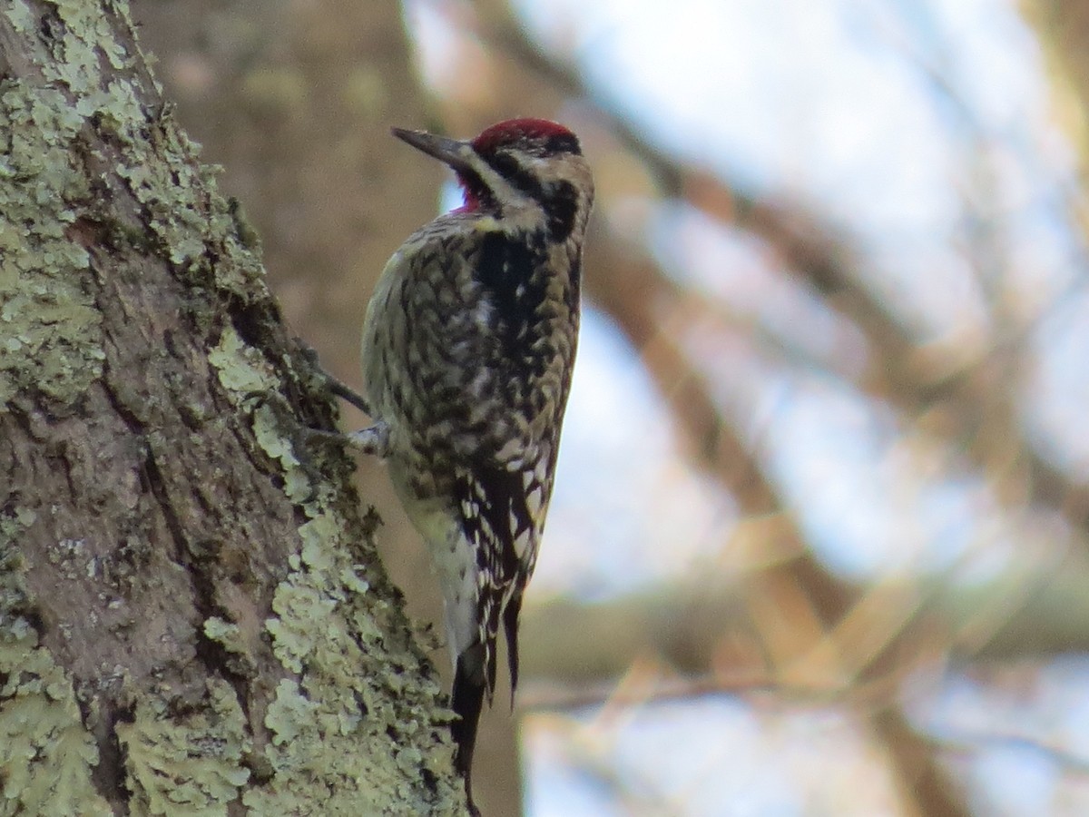 Yellow-bellied Sapsucker - ML647141078