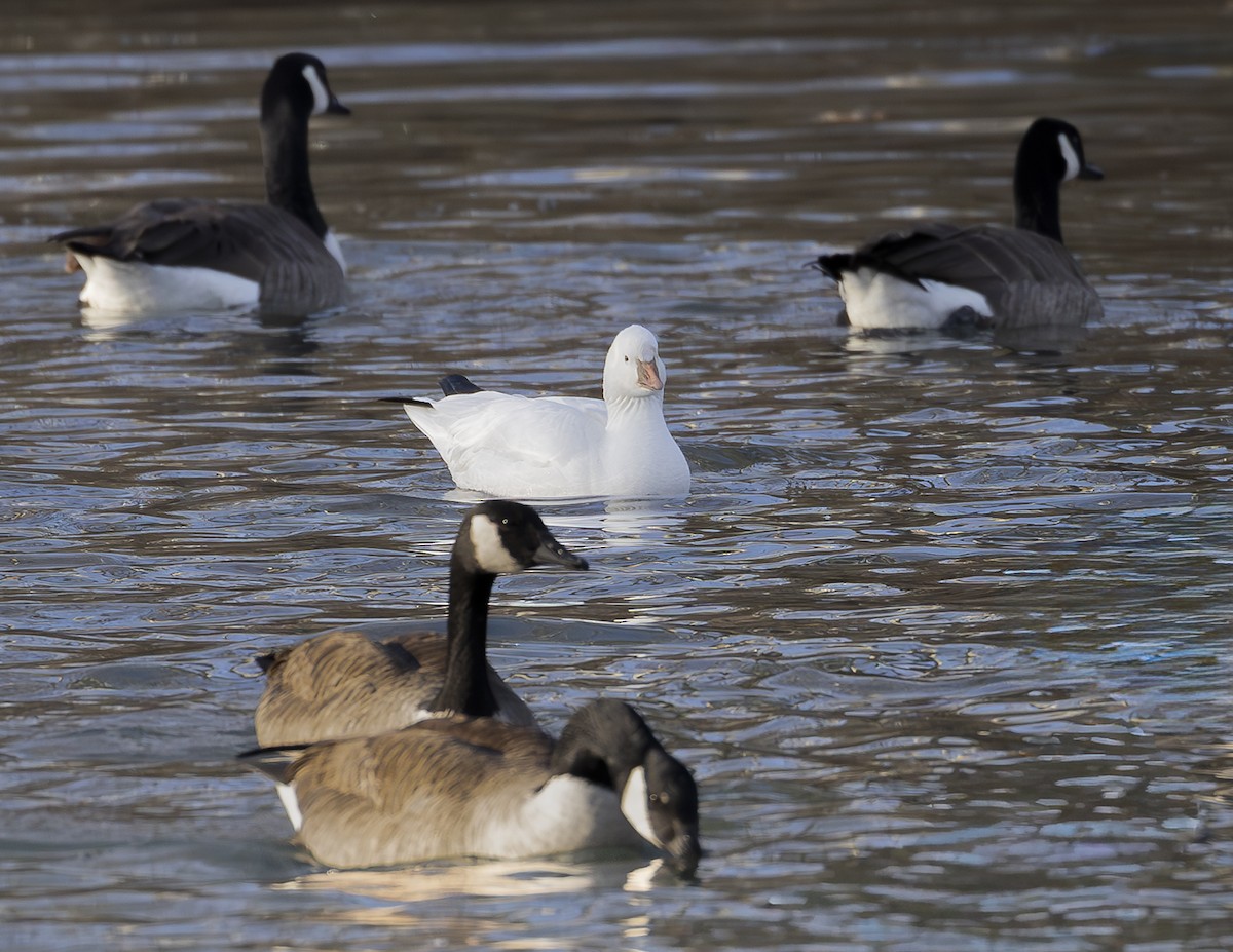 Snow Goose - ML647141085