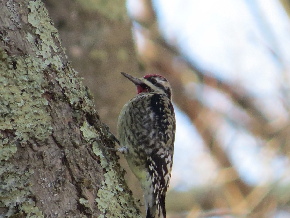 Yellow-bellied Sapsucker - ML647141088